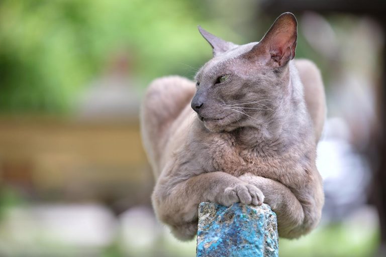 Le Chat, Animal mythique chéri